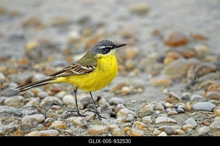 Yellow wagtail (Motacilla flava), Burgenland, Austria, Europe-stock-foto
