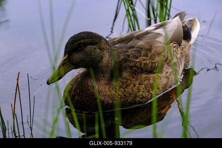 Young mallard on Lake Helgasjön in front of the ruins of Kronoberg Castle (Kronobergs slottsruin), Växjö, Smaland, Kronobergs län, Sweden-stock-foto