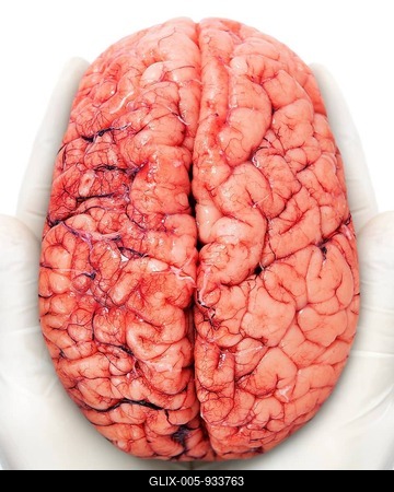 Human brain-stock-foto