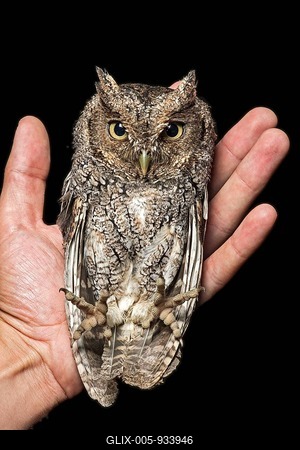 Peru Screech Owl (Megascops roboratus) on hand, Jorupe Nature Reserve, Western Andes, Ecuador-stock-foto
