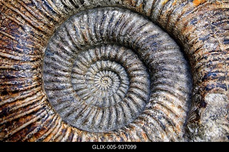 Ammonite, circa 140 millon years, fossilized cephalopod, Oxford University Museum of Natural History, University of Oxford, Oxford, Oxfordshire, England, United Kingdom, Europe-stock-foto
