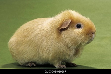Cute golden cavy, guinea pig (Cavia porcellus) portrait-stock-foto
