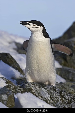 Chinstrap Penguin (Pygoscelis antarcticus), Antarctica-stock-foto