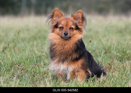 Papillon Yorkshire Mongrel, bitch, 2 years old, sits in Wiese, North Rhine-Westphalia, Germany-stock-foto
