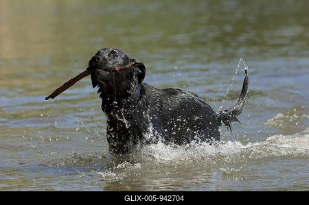 Labrador-Retriever retrieving a stick-stock-foto