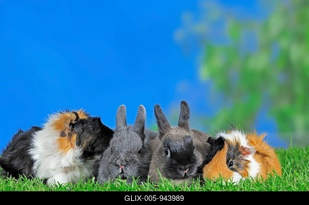 Dwarf Rabbits (Oryctolagus cuniculus forma domestica) and Guinea Pigs (Cavia porcellus)-stock-foto