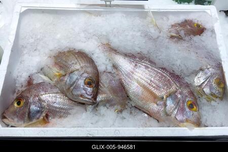 Red sea bream (Pagellus erythrinus) Sea bream Dorade Rosé on ice in refrigerated counter Fish counter from fishmonger Fish sales, food trade, wholesale, fish trade, fish market, speciality shop, Germany-stock-foto
