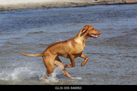 Magyar Vizsla, Hungarian Vizsla, or Hungarian Pointer, male dog (Canis lupus familiaris) running into the water at a dog beach-stock-foto
