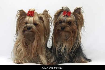 Yorkshire Terrier, white backdrop-stock-foto