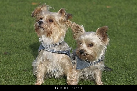 2 Yorkshire Terrier-Maltese hybrids sitting next to each other on a lawn-stock-foto