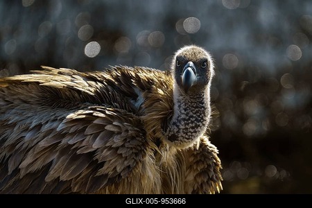 White-backed vulture (Gyps africanus) portrait, the bird is staring while perched to dry its wet feathers in the sun. Chobe National Park, Botswana-stock-foto