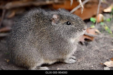 Brazilian Guinea Pig (Cavia aperea) native to South America, captive, Germany-stock-foto