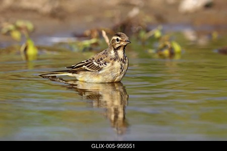 Juvenile Western yellow wagtail (Motacilla flava), preening, nature reserve Holnis, Schleswig-Holstein, Germany-stock-foto