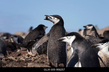 Chinstrap Penguin (Pygoscelis antarcticus) group, Antarctica-stock-foto