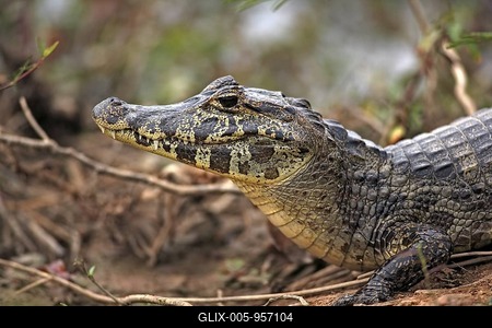Yacare Caiman (Caiman yacare), portrait, adult on land, Pantanal, Brazil, South America-stock-foto