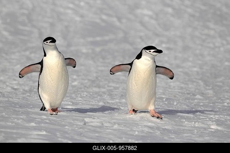 Chinstrap penguins (Pygoscelis antarctica) pair, Brown Bluff, Antarctica-stock-foto