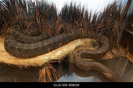 Anaconda (Eunectes murinus), largest snake on earth, Natural History Museum, opened 1889, Vienna, Austria-stock-foto