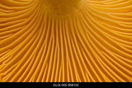 Chanterelle (Cantharellus cibarius), girolle underside showing gill-like ridges, rudimentary lamellar structures called false gills-stock-foto