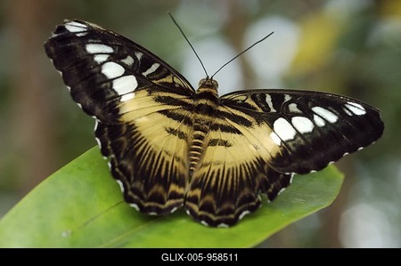 Clipper (Parthenos sylvia)-stock-foto