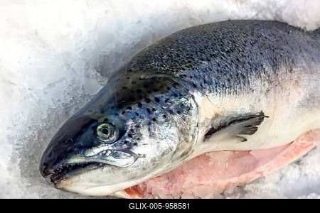 Atlantic salmon (Salmo salar) from aquaculture on ice in refrigerated counter Fish counter display from fishmonger Fish retail, food trade, wholesale, fish trade, speciality shop, Germany-stock-foto