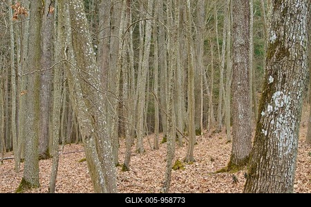 Winter forest with bare trees and dry leaves, Königheim, Main Tauber district, Baden-Württemberg, Germany-stock-foto
