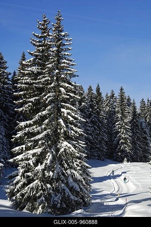 Winter landscape with a snowy pine forest in the Jura Mountains, St. Cergue, Switzerland, Europe-stock-foto