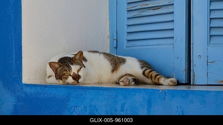 Relaxed cat on a blue windowsill in front of a closed blind, main town Lipsi, Lipsi Island, Dodecanese, Greek Islands, Greece-stock-foto
