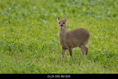 Chinese water deer (Hydropotes inermis) adult animal in a farmland field, England, United Kingdom-stock-foto