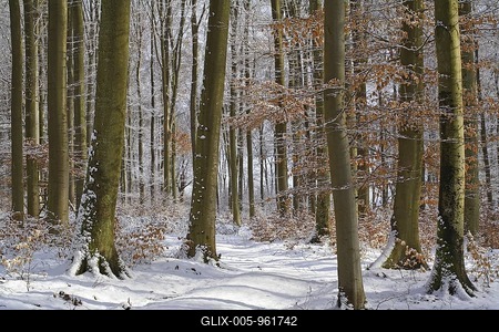 Wintry beech forest (Fagus sylvatica), Westerwald low mountain range, Mittelgebirge mountains, Hesse, Germany, Europe-stock-foto
