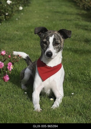 Whippet Jack Russell Terrier hybrid, lying on a meadow-stock-foto