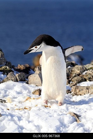 Chinstrap Penguin (Pygoscelis antarctica), adult, Brown Bluff, Antarctica-stock-foto