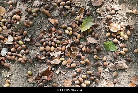 Fallen Hazelnuts (Corylus avellana) with leaves on the forest floor-stock-foto