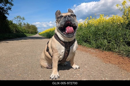 Fawn colored senior French Bulldog yawning with mouth wide open on field path next to yellow blooming rapeseed field-stock-foto