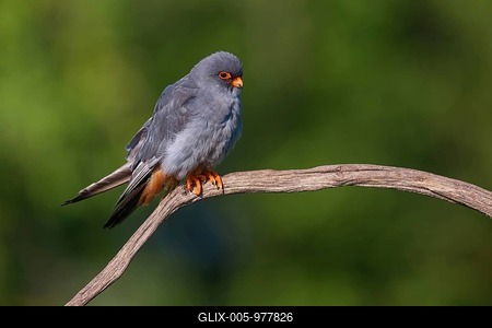 Red-footed Falcon, (Falco vespertinu), perching station, falcon family, Tower Hide, Tiszaalpár, Kiskunsági National Park, Bács-Kiskun, Hungary-stock-foto