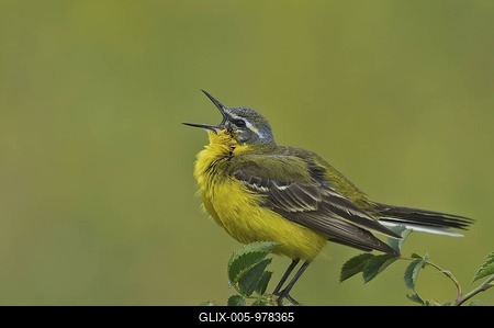 Yellow Wagtail (Motacilla flava)-stock-foto