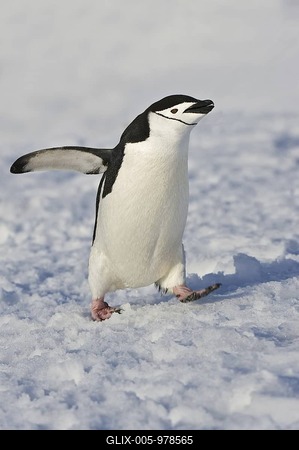 Chinstrap Penguin (Pygoscelis antarcticus), Antarctica-stock-foto