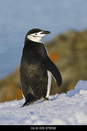 Chinstrap Penguin (Pygoscelis antarcticus), Antarctica-stock-foto