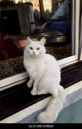 White cat on a windowsill-stock-foto