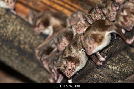 Common vampire bat (Desmodus rotundus) Pantanal Brazil-stock-foto