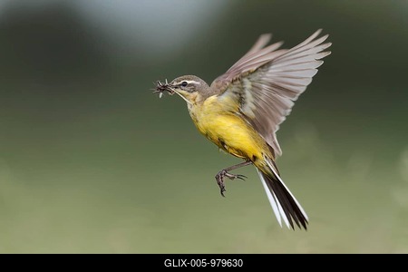 Blue-headed wagtail (Motacilla flava flava), with prey in its beak approaching the nest, Strohauser Plate, Wesermarsch district, Lower Saxony, Germany-stock-foto