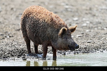 Woolly pig or Mangalica pig, Hungary-stock-foto