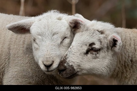 Domestic sheep (Ovis aries) two juvenile baby lambs farm animals greeting each other in spring, England, United Kingdom-stock-foto