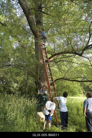 Boy Scouts hang a box in a tree to make a nesting site for a duck, Redford Township, Michigan, USA-stock-foto