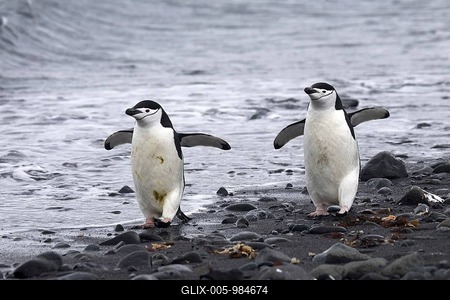Two Chinstrap penguins (Pygoscelis antarcticus) walking on beach, Barrientos Island, South Shetland Islands, Antarctica-stock-foto