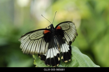 Great Mormon (Papilio memnon)-stock-foto