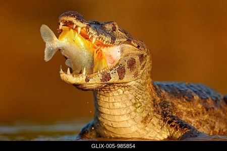 Crocodile catch fish in river water, evening light. Yacare Caiman, crocodile with fish in open muzzle with big teeth, Pantanal, Brazil. Detail portrait of danger reptile-stock-foto