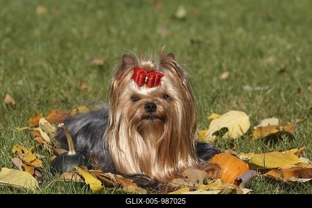 Yorkshire Terrier lying on autumn leaves on a meadow-stock-foto