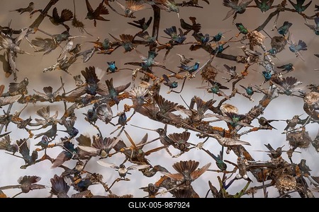 Stuffed Hummingbird (selasphorus rufus), Animals, Birds, Natural History Museum or Natural History Museum, Kensington, London, England, United Kingdom-stock-foto