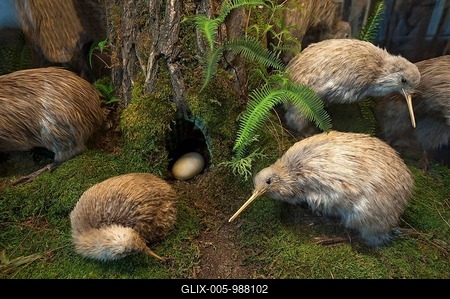Southern striped kiwi (Apteryx australis) top right, and dwarf kiwi (Apteryx oeni) in front, Natural History Museum, opened 1889, Vienna, Austria-stock-foto