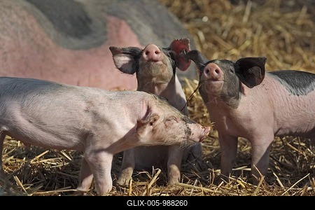 Swabian-haellish Pig (Sus spec.), piglets, playing, free range husbandry, Germany, Europe-stock-foto